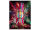 High Puffs - Superior Blend - Cherry Blaze - 1 ml - H4 96 %